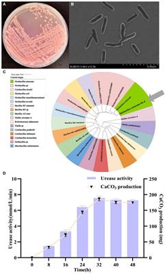 Characterization and genome analysis of Neobacillus mesonae NS-6, a ureolysis-driven strain inducing calcium carbonate precipitation